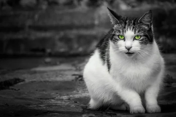 Ritratto di un simpatico gatto peloso — Foto Stock