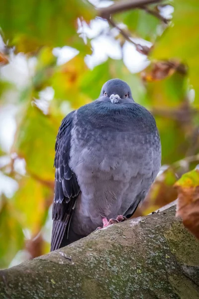Taube sitzt auf einem Ast eines Baumes — Stockfoto