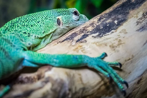 Pequeno lagarto verde — Fotografia de Stock