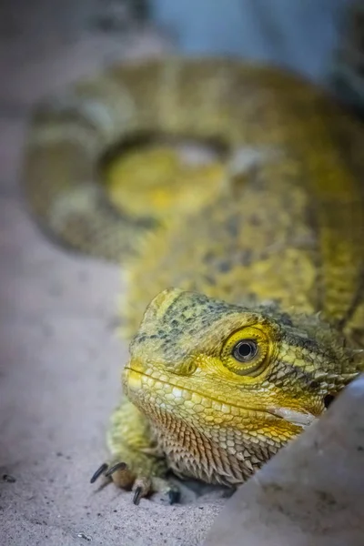 Lagarto-dragão barbudo — Fotografia de Stock