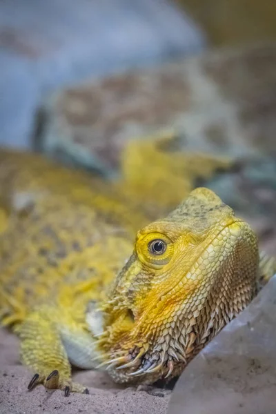 Lagarto dragón barbudo — Foto de Stock