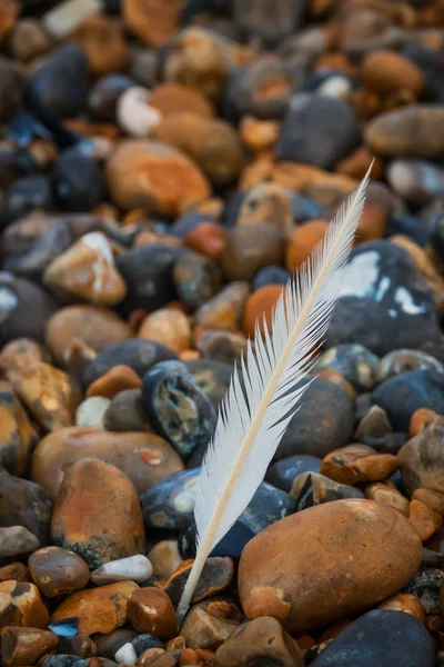 White feather a peebles — Stock Fotó