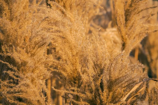 Plantes dorées au crépuscule — Photo