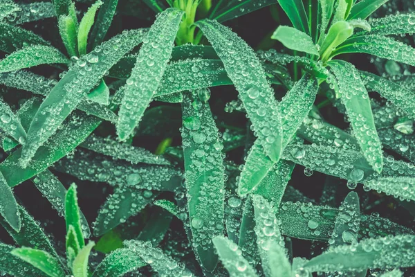 Múltiplas gotas de água macro — Fotografia de Stock