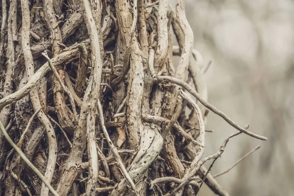 Feche o detalhe de umas pequenas raízes de árvore — Fotografia de Stock