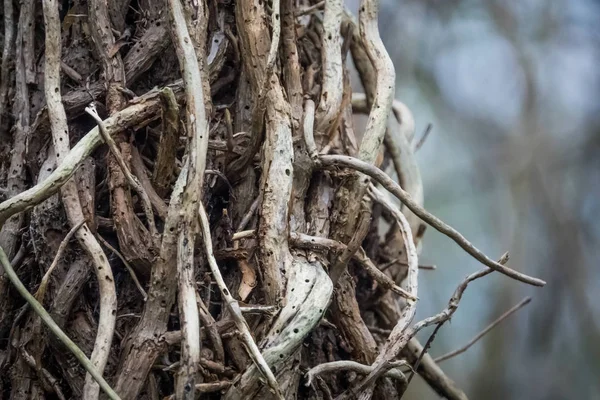 Küçük ağaç kökleri detayını kapatın — Stok fotoğraf