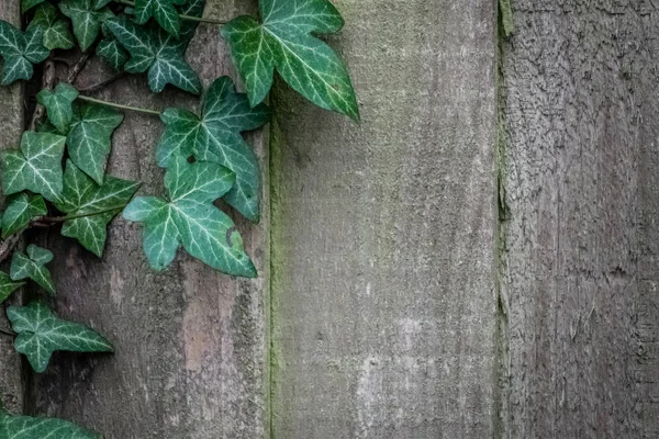 Edera verde sulla parete di recinzione in legno — Foto Stock