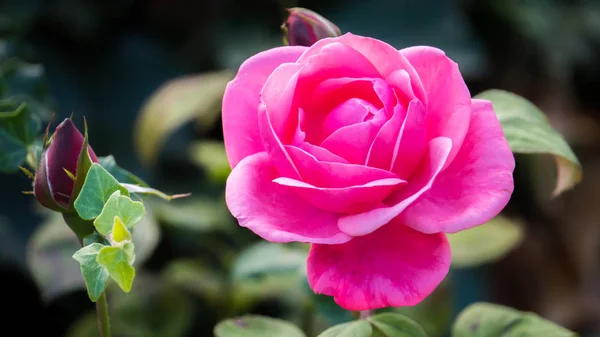 Pink rose in the garden — Stock Photo, Image