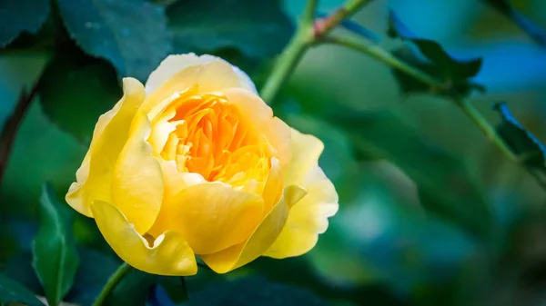 Bourgeon d'une belle rose jaune — Photo