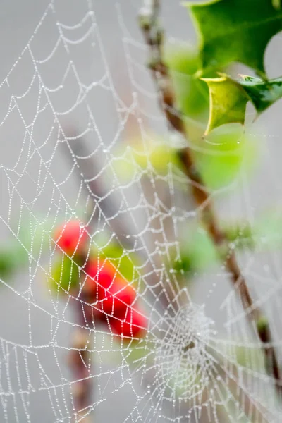 Tautropfen auf einem Spinnennetz — Stockfoto