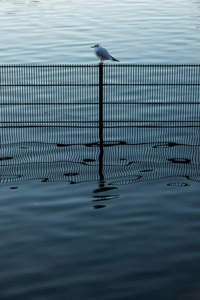 Pássaro pequeno único sentado em uma cerca na água — Fotografia de Stock