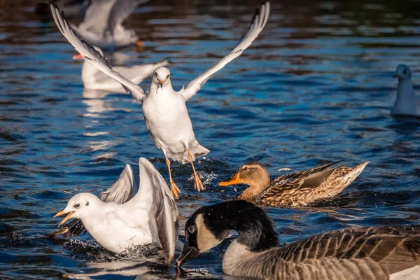 Seagulls and ducks fighting — Stock Photo, Image