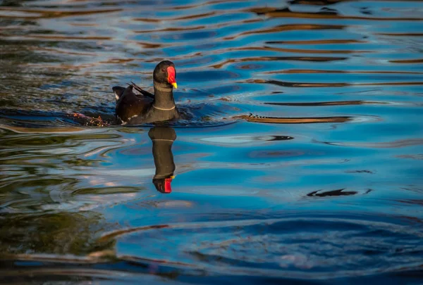 Pato negro nadando en un pequeño lago — Foto de Stock