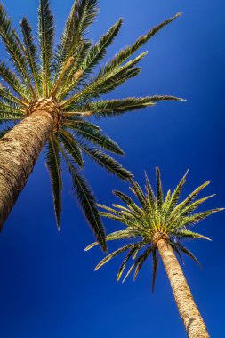 İki uzun boylu palmtrees