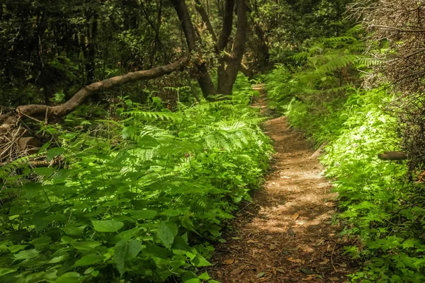 Fußweg im Garajonay-Nationalpark — Stockfoto