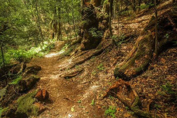 Fußweg im Garajonay-Nationalpark — Stockfoto