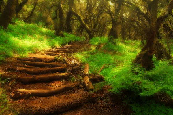 Forest trappor i en Garajonay national park — Stockfoto