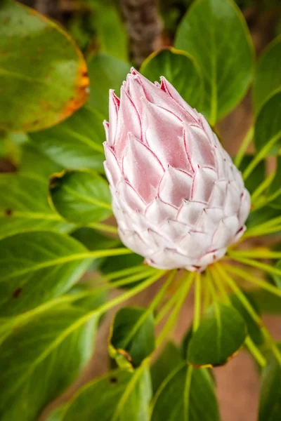 Rei Protea flor — Fotografia de Stock