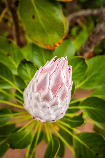 Rei Protea flor — Fotografia de Stock