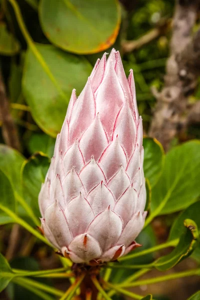 Rei Protea flor — Fotografia de Stock