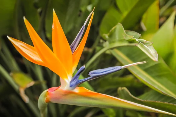 Pássaro do paraíso flor — Fotografia de Stock