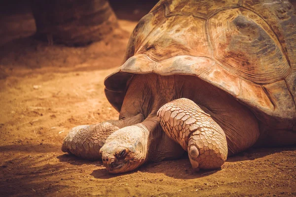 Big turtle in the zoo — Stock Photo, Image