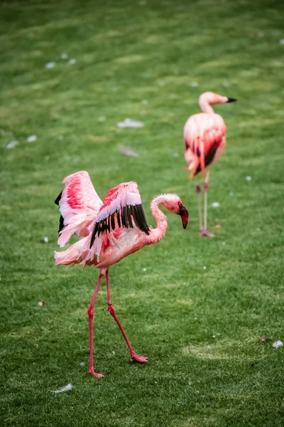 Oiseaux flamants dans le zoo — Photo