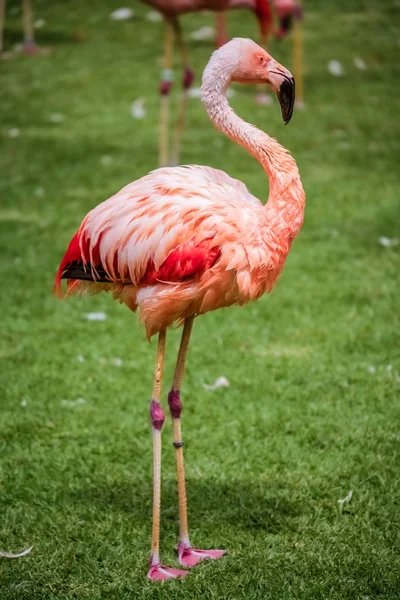 Oiseau flamant rose dans le zoo — Photo