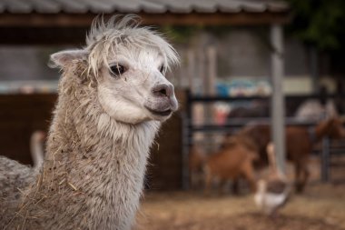 Alpaka çiftlikte