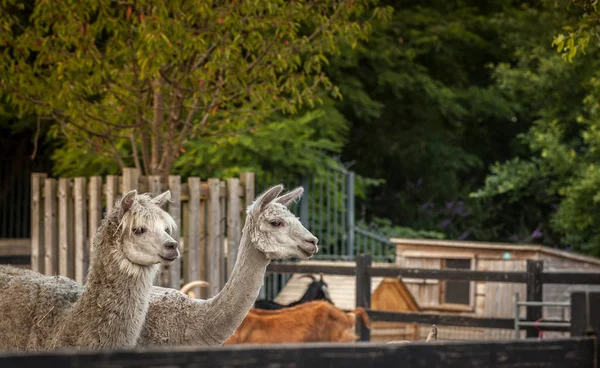 Alpacas en la granja — Foto de Stock