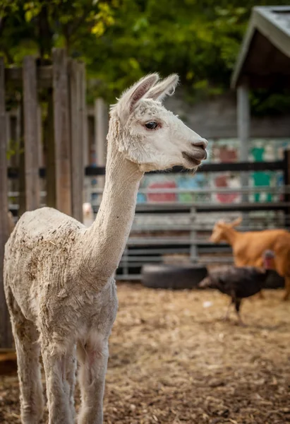 Alpaca en la granja — Foto de Stock