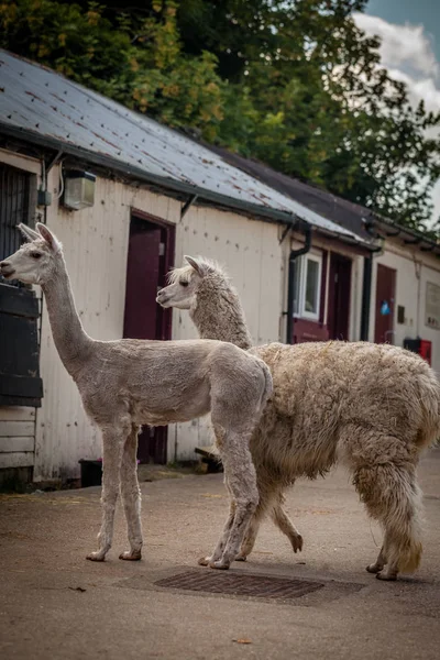 Alpacas στο αγρόκτημα — Φωτογραφία Αρχείου