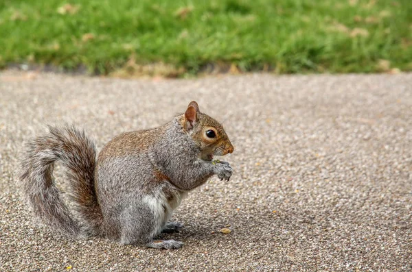 Ardilla comiendo nuez — Foto de Stock