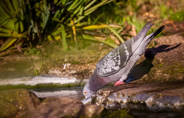 Pigeon drinking water — Stock Photo, Image