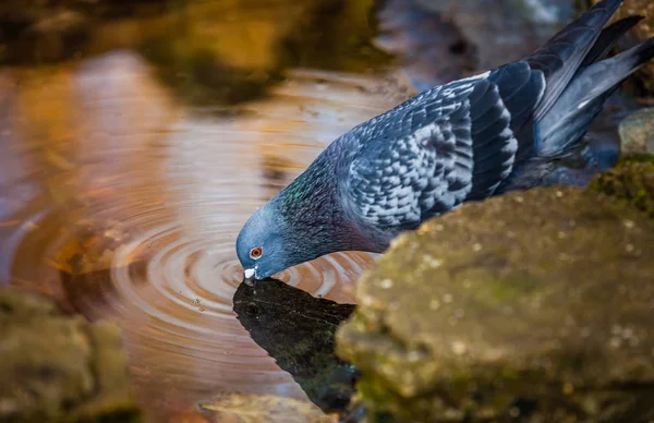 Pigeon drinking water — Stock Photo, Image