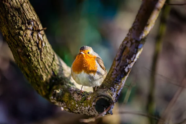 Malý robin pták — Stock fotografie