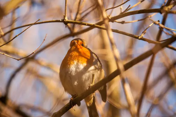 Pequeño pájaro Robin —  Fotos de Stock