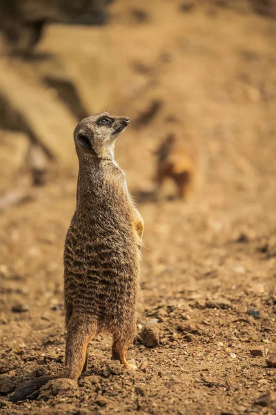 Meerkat captura de sol — Foto de Stock