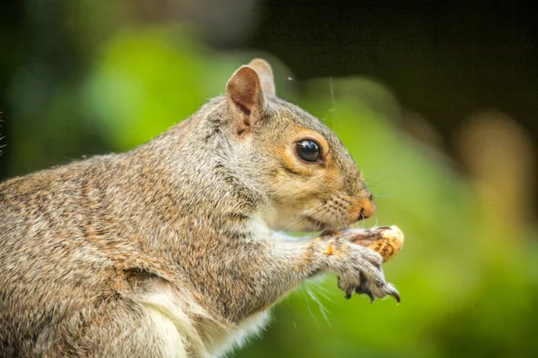 Scoiattolo mangiare noce — Foto Stock