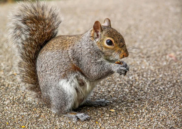 Scoiattolo mangiare noce — Foto Stock