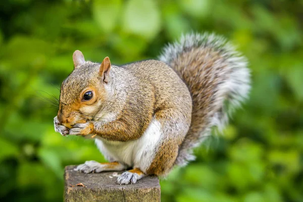 リスのナットを食べる — ストック写真