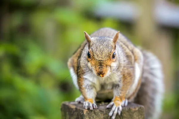 Esquilo de perto — Fotografia de Stock