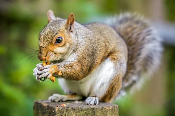 Noz comedora de esquilo — Fotografia de Stock