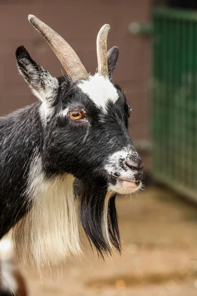 Schwarze und weiße Ziege — Stockfoto