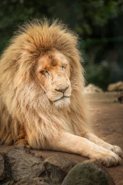 Proud lion portrait — Stock Photo, Image