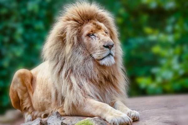Retrato de leão orgulhoso — Fotografia de Stock