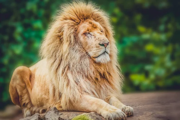 Proud lion portrait — Stock Photo, Image