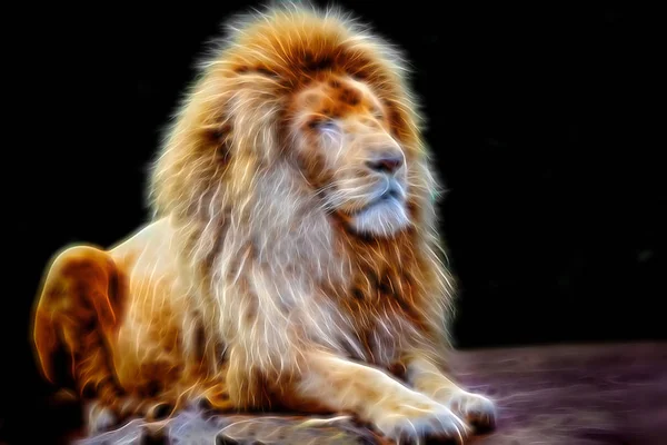 Glowing lion portrait — Stock Photo, Image