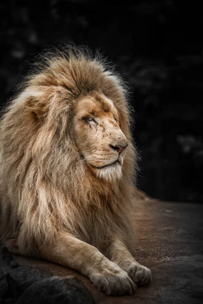 Proud lion portrait — Stock Photo, Image