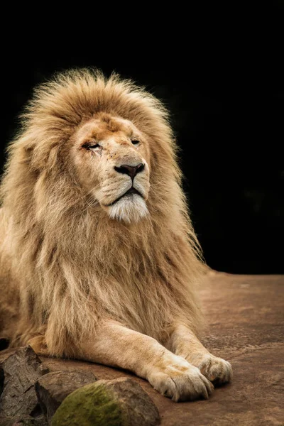 誇り高きライオンの肖像画 — ストック写真